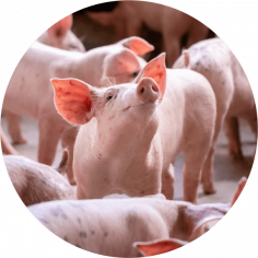 Schweine