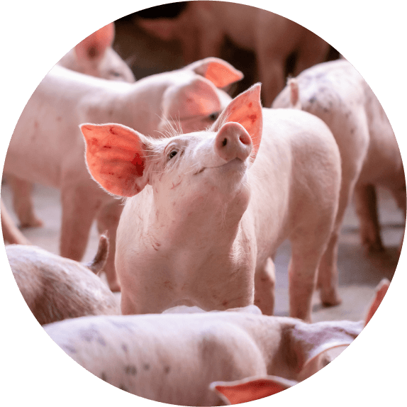 Schweine